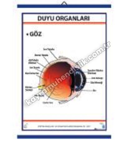 Duyu Organları Levhası Göz - KYR0706