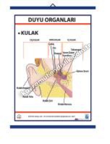 Duyu Organları Levhası Kulak - KYR0707