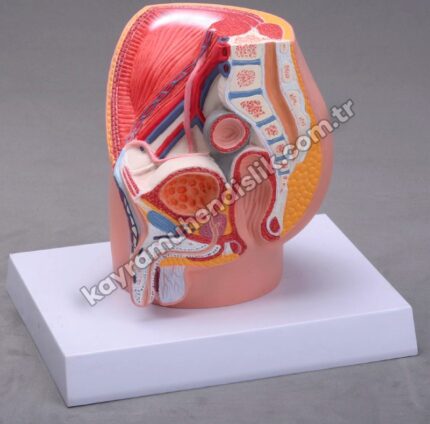 Erkek Pelvis Modeli ( 4 Parça ) KA107