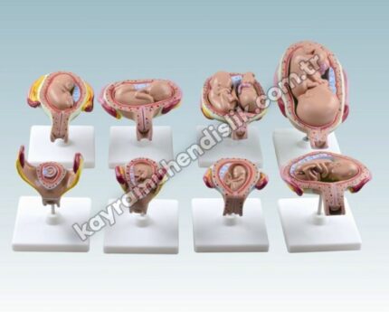 Fetus / Cenin Gelişim Evreleri Modeli - KA106