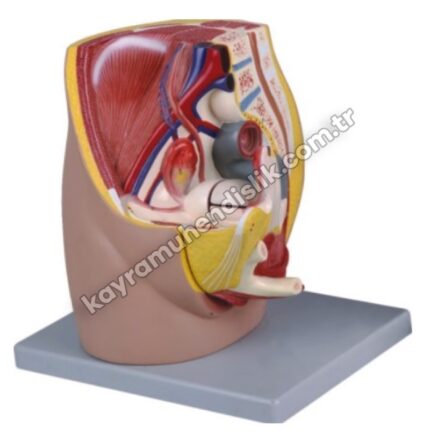 Kadın Pelvis Modeli ( 3 Parça ) KA108