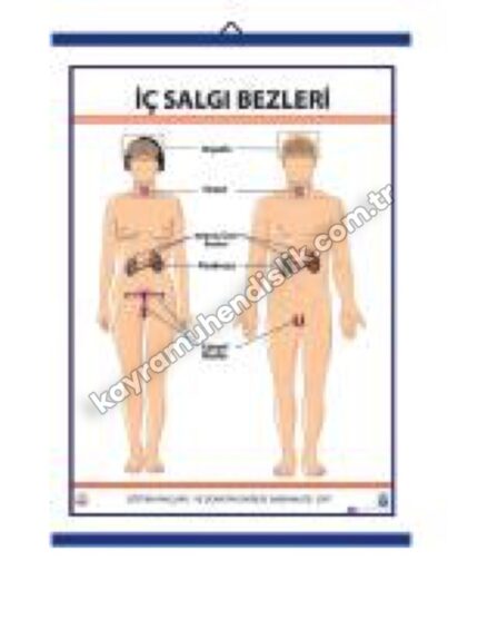İç Salgı Bezleri Levhası - KYR0715