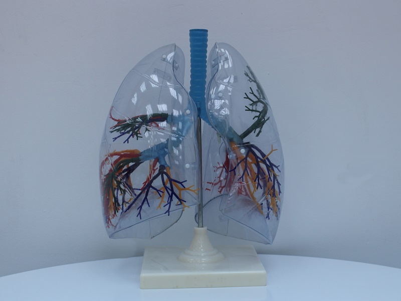 Şeffaf Akciğer Modeli - KYR3321 Şeffaf Akciğer Modeli - KYR3321
